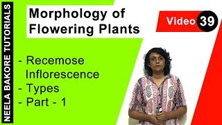 Morphology of Flowering Plants  NEET  Recemose Inflorescence  Types  Part  1  Neela Bakore [upl. by Polly]