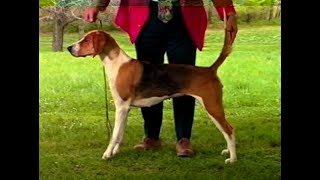 American Foxhound  AKC Dog breed series [upl. by Nwahsel]