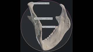 Mandible and its landmarks [upl. by Adnovay681]