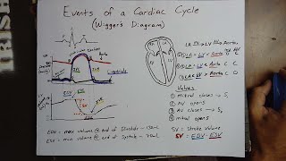 Cardiac Cycle  Wiggers Diagram  Part 5  Summary  Cardiac Physiology [upl. by Darline]