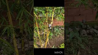 Video de oso panda para todos ustedes que no se escuchan [upl. by Bunder754]