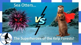 Sea otters Enhydra lutris … the superheroes of the kelp forests [upl. by Gothard]