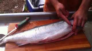 How to break down or process a salmon Gut gill fillet skin debone [upl. by Acinomahs]