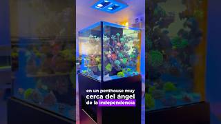 Conoce Beds Reef aquarium pecera corales [upl. by Sirromad]