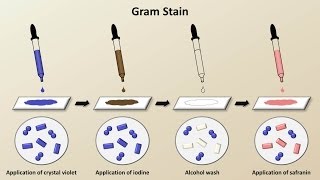 Classification of Bacteria Antibiotics  Lecture 1 [upl. by Yadseut]