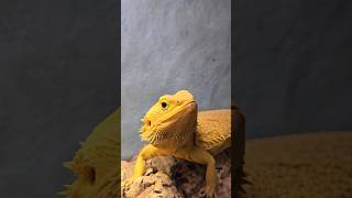 Feeding bearded dragon 🐉 lizard reptile beardeddragon [upl. by Atiluap307]