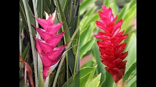 Awesome and Most Beautiful Heliconia Flowers [upl. by Iffar116]