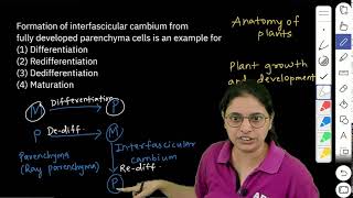 NEET 2024  Formation of interfascicular cambium from fully developed parenchyma cells is an example [upl. by Belicia]