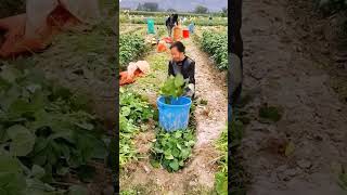 Farmers harvest green soybeans with simple tools shorts farming agriculture garden [upl. by Oznofla3]