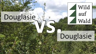 🌲Diese Douglasie solltest du nicht pflanzen wildaufwald [upl. by Airdua]