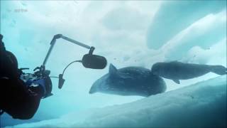 What Weddell seals sound like [upl. by Akcinahs]