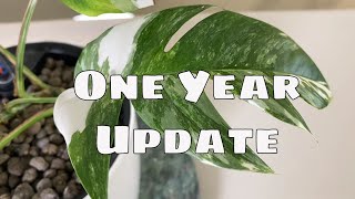 1 Year Epipremnum Pinnatum Variegata Propagation Update amp Tips [upl. by Yrocal]