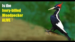 The IvoryBilled Woodpecker  Extinct or alive [upl. by Htebasile]