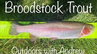 Broodstock Trout [upl. by Cummins]