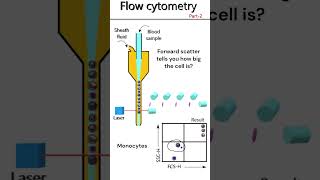 Flow Cytometry Principle Part 2 animation [upl. by Rasec]