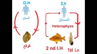 Parasitology ASU Infection module Trematoda  Dr Khaled habib [upl. by Lasser]