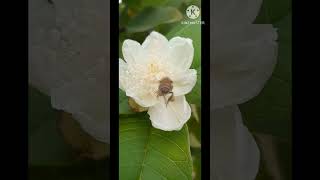 natural guava flower 🌼 on bhaur  Lakhvir drogewal [upl. by Gav]