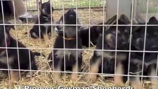 The cutest thing youll see all day Adorable German Shepherd puppies howling in harmony [upl. by Zsamot]