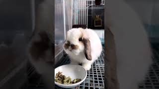 🐰😍 Hilarious Chaos with Lop Eared Rabbit Babies Cute amp Confusing Moments 😂🐇 RabbitLove [upl. by Weisler]