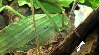 Giant Katydid  Cincinnati Zoo [upl. by Campy698]