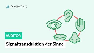 Signaltransduktion der fünf Sinne  AMBOSS Auditor [upl. by Peterus699]