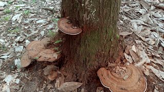 Artists Bracket MushroomGanoderma Applanatum Imelda Ingram USA [upl. by Bevash]