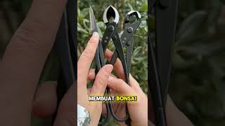 3 benda wajib untuk membuat bonsai BonsaiIndonesia BonsaiAsia BonsaiVietnam [upl. by Eisele]