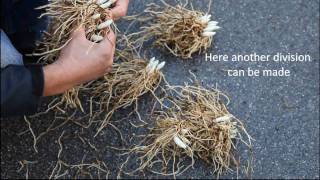 The Dividing of hardy Ladys Slipper Orchids in the Garden [upl. by Ogg]