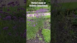 Absolute perfection Verbena bonariensis at Dyrham Park in England gardening Jo’sTXGarden [upl. by Ardyce814]