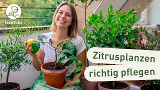 Zitruspflanzen richtig pflegen 6 Tipps [upl. by Romelda71]