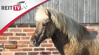 Pferdegesundheit  Der Aktivstall  Artgerechte Haltung für Pferde und Ponys [upl. by Ellora591]