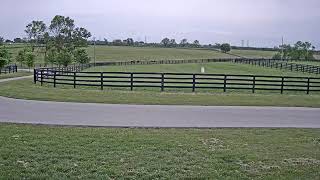 Miss Always Ready at Three Chimneys Farm in Versailles KY [upl. by Orsola961]