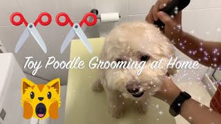 Toy Poodle Grooming at Home [upl. by Asiar541]