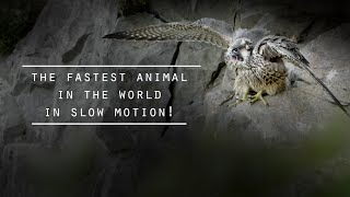 Peregrine Falcon Slow Motion In Flight shot on Phantom HD Gold  3 Shots [upl. by Annavoeg]