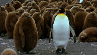 Fantastic footage of king penguins [upl. by Amek]