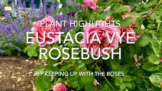 Eustacia Vye Rosebush by David Austin [upl. by Rosenblatt]