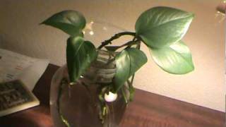 Pothos House Plant Experiment [upl. by Llertnom]