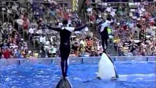 Why captivity for whales and dolphins is wrong [upl. by Nilhtac]