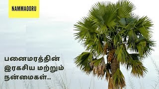 Secret of panaimaram  palmyra palm treeuses and benefits NammaOoru Tamil தமிழ் [upl. by Marquis900]