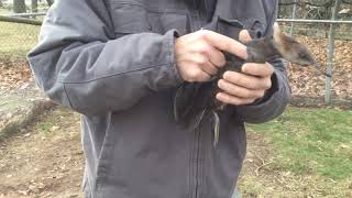 Hooded merganser [upl. by Meghann673]