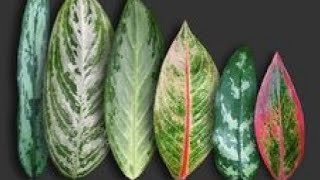 10 beautiful varieties of aglaonema plant aglaonema aglaonemalovers aglaonemavarieties gardening [upl. by Wolfort]