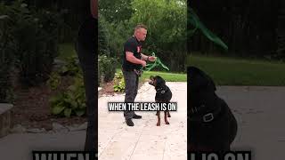 The ECOLLAR is the KEY to Reliable OffLeash Training [upl. by Llerrad]