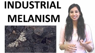 Industrial Melanism  Evolution  Natural Selection  Directional Selection NEET I CSIRNET I IITJAM [upl. by Noivad]