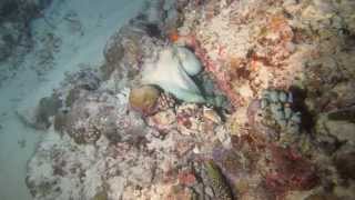 Octopus vs Moray eel fight in Veligandu North Part One [upl. by Chris]