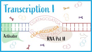 Transcription I Gene Regulation Transcription Factors RNA Polymerase amp NonCoding RNA [upl. by Rosenbaum]