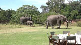 Elephants arriving at Governors Camp Masai Mara Kenya [upl. by Rhee541]