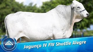 Jagunço Shottle [upl. by Allissa]