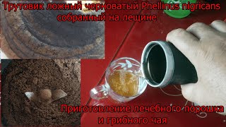 Трутовик ложный черноватый Phellinus nigricans с лещины Лечебный порошок и грибной чай [upl. by Zug670]