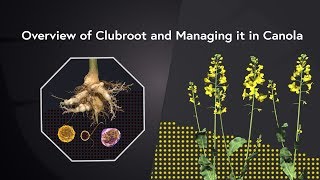 Clubroot Management Overview [upl. by Analim]