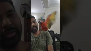 Macaw is angry coz I asked her to leave the house  ఇంటి నుంచి వెళ్లిపోమ్మన్నానని కోపం వచ్చింది [upl. by Cavit141]